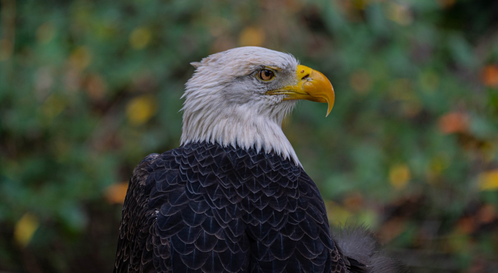 Bald eagle in profile against soft autumn foliage