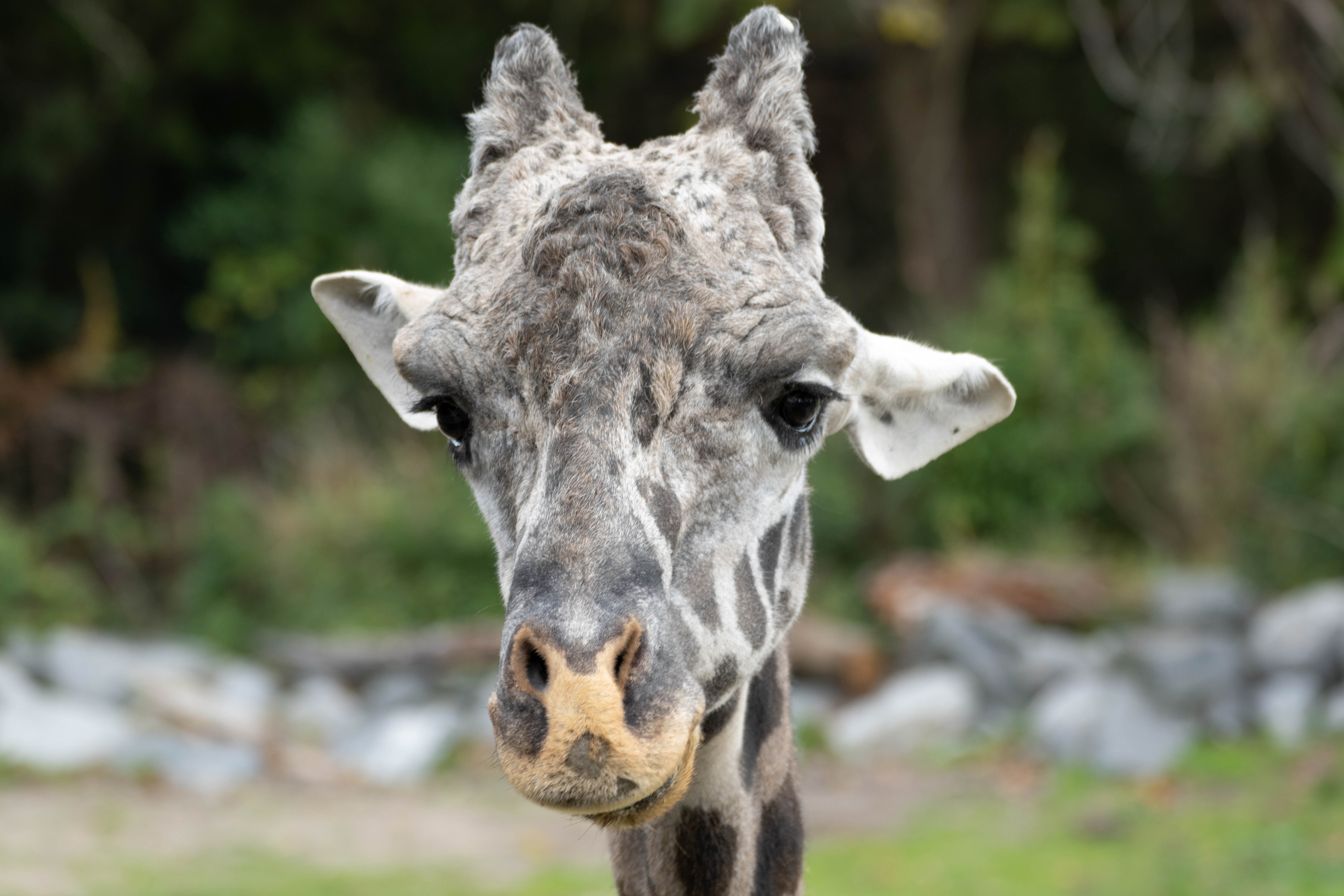 A giraffe looking straight into the camera
