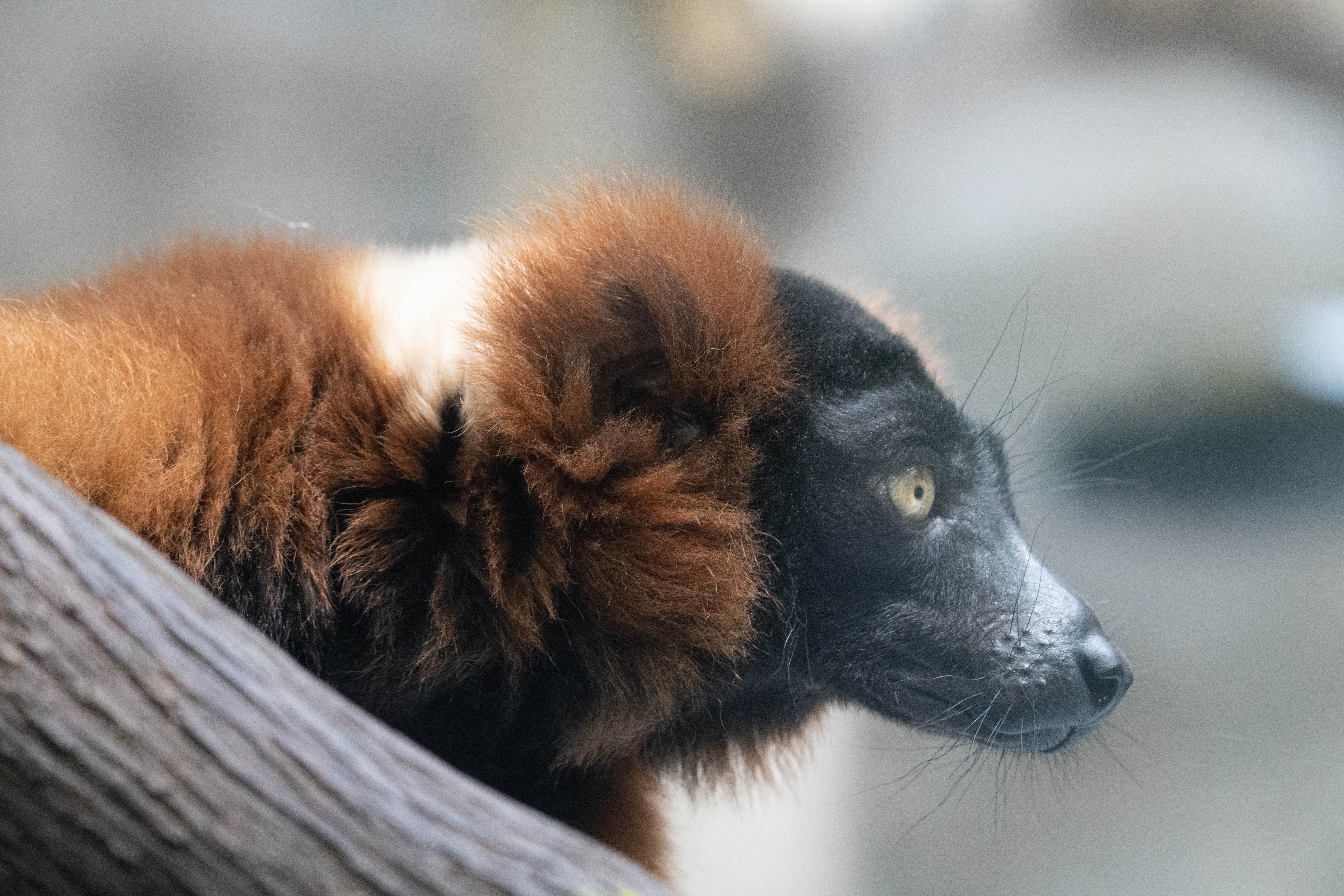 A red ruffed lemur in profile on a branch
