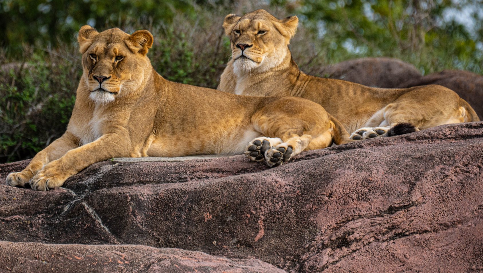 Two lionesses resting together on red rock