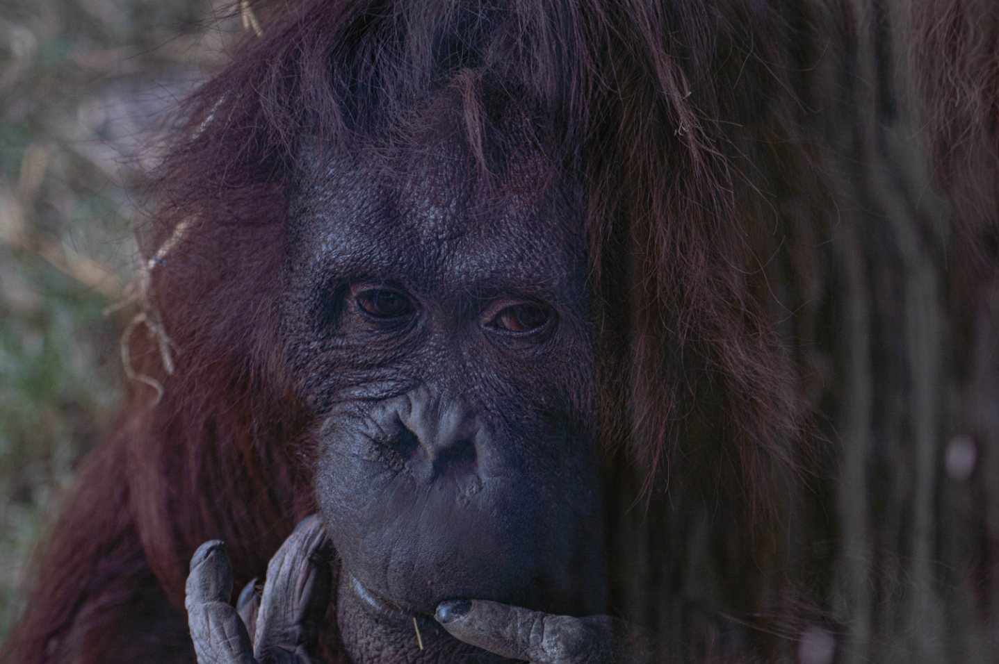 Close portrait of an orangutan with its fingers at its mouth