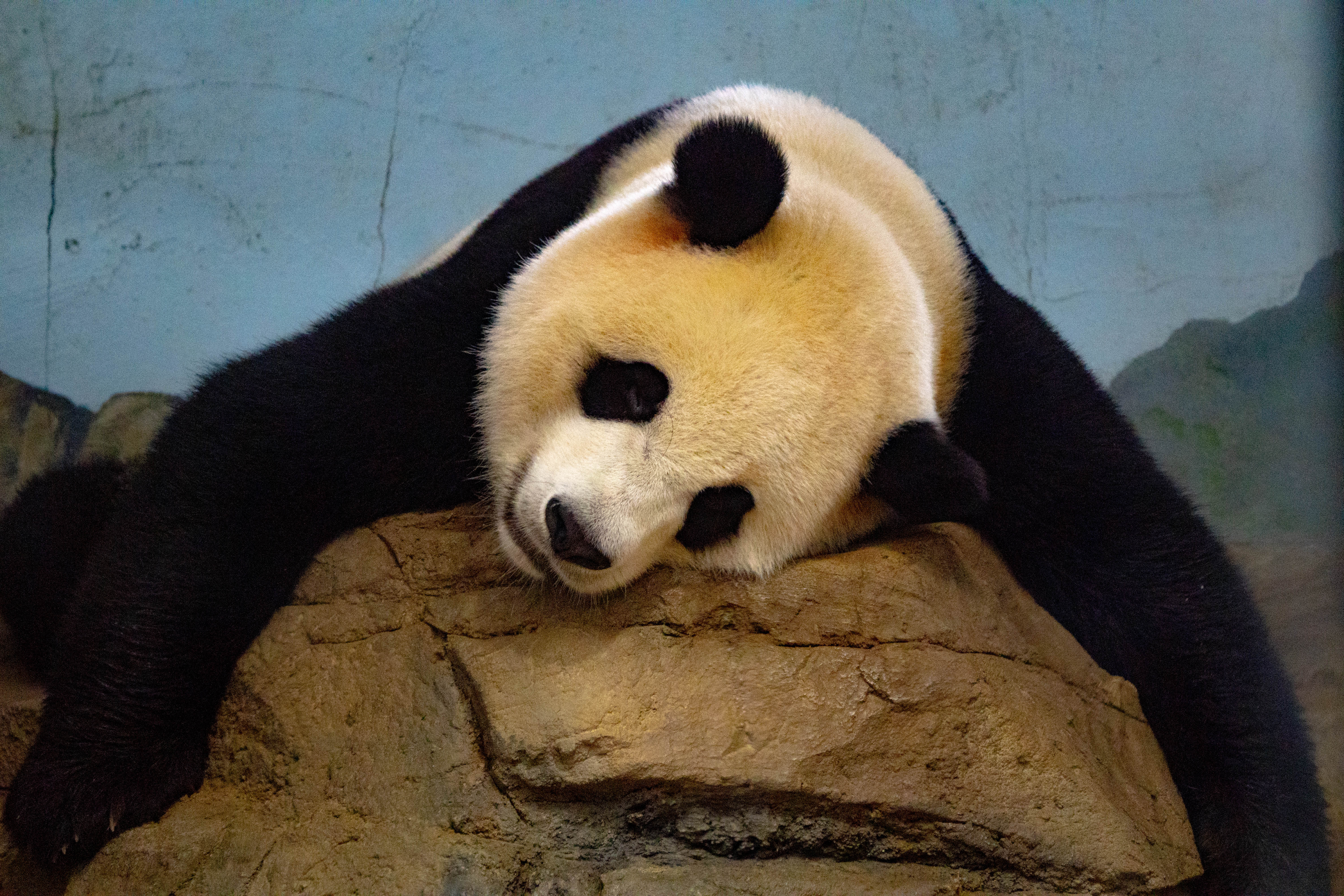 A giant panda resting its head on a rock