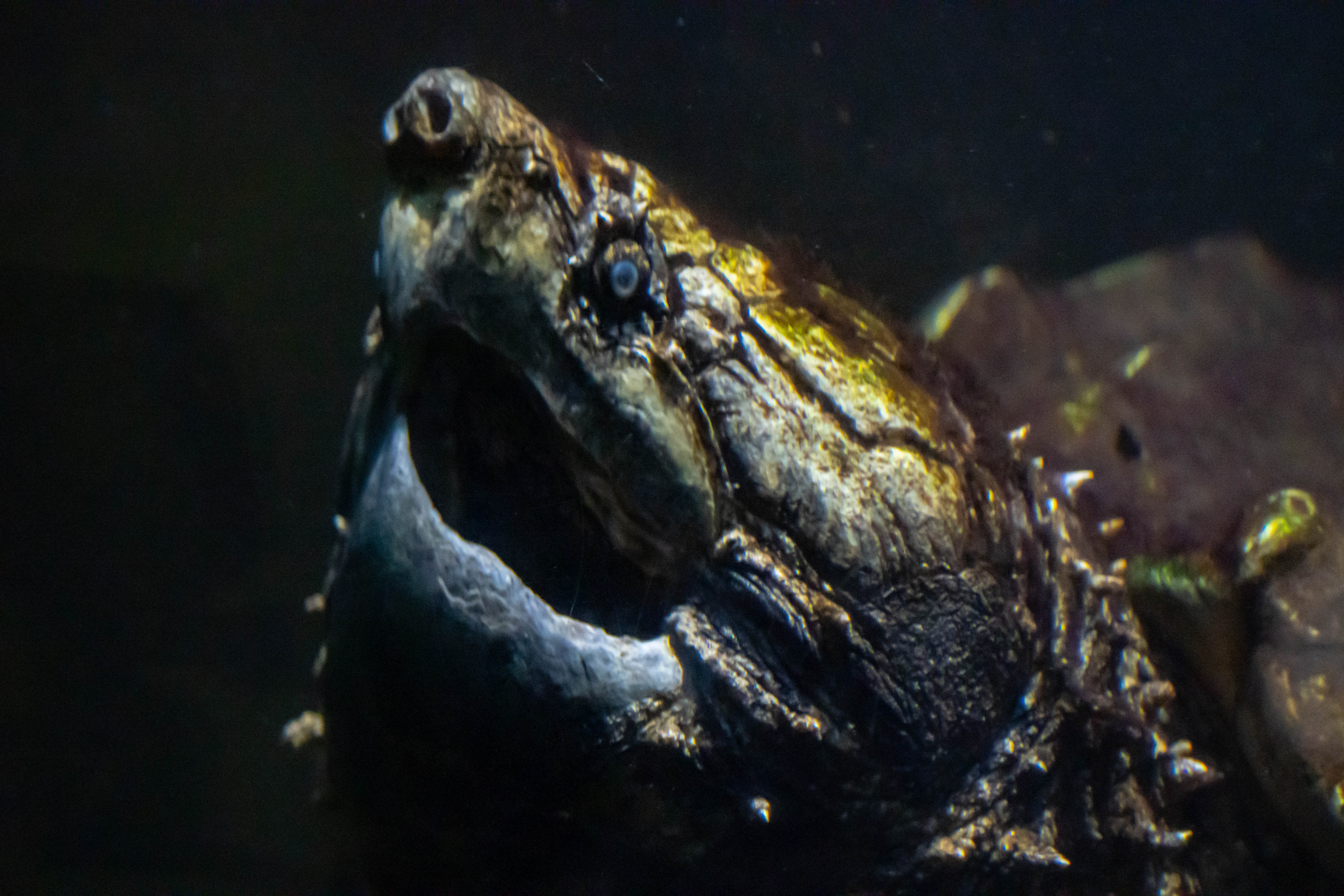 An alligator snapping turtle underwater, its beaked mouth open
